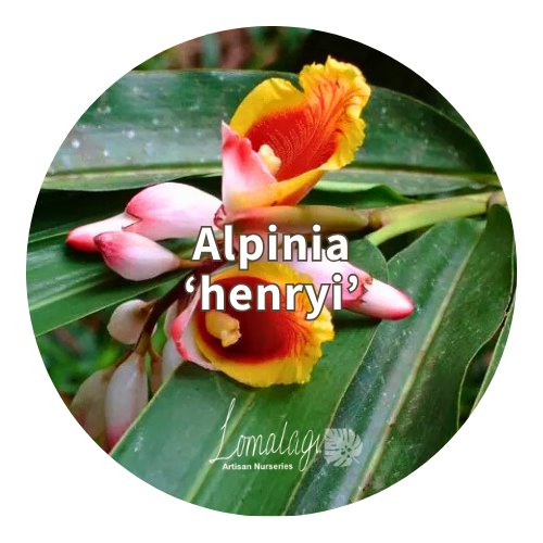 Alpinia (Ornamental Ginger's)