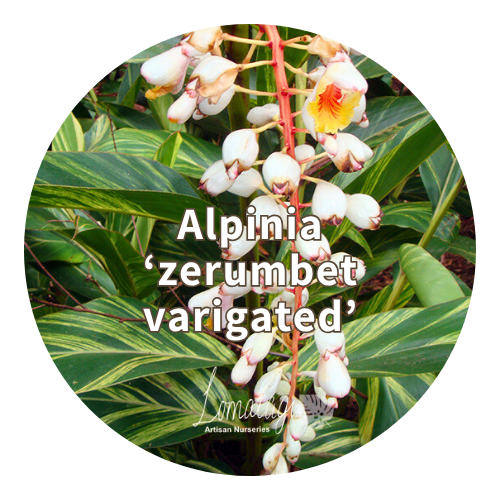 Alpinia (Ornamental Ginger's)