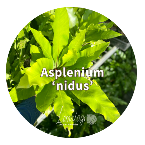 Asplenium nidus