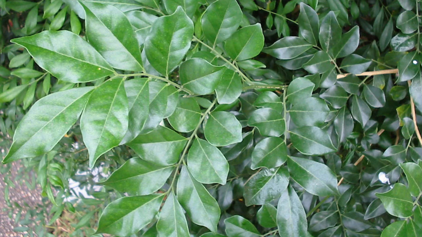 Murraya paniculata
