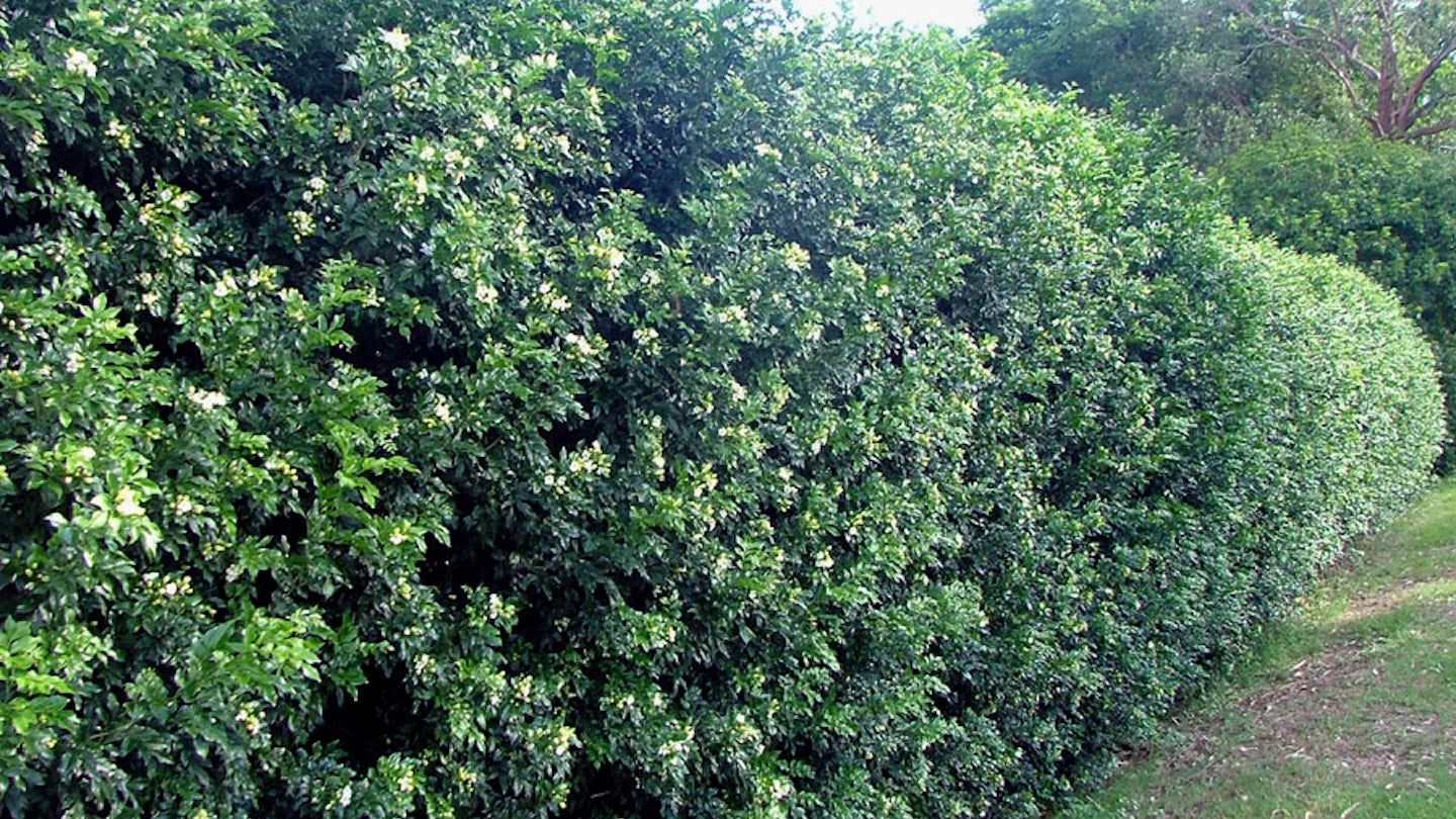 Murraya paniculata