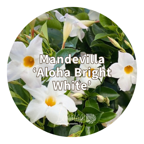 Mandevilla