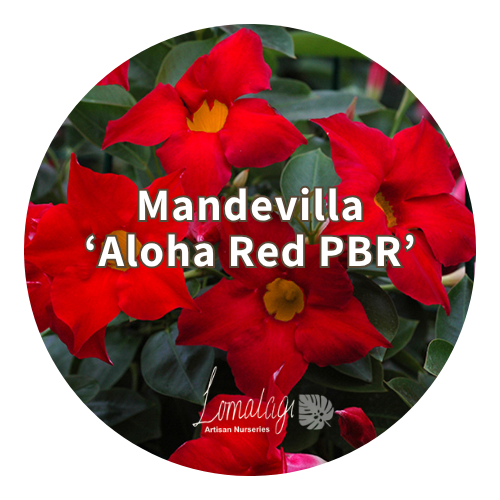 Mandevilla