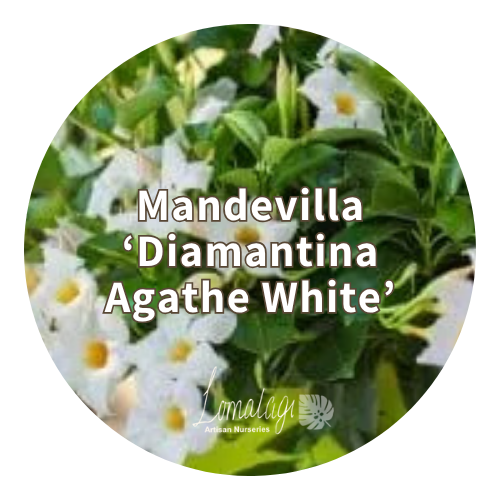 Mandevilla