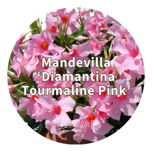 Mandevilla