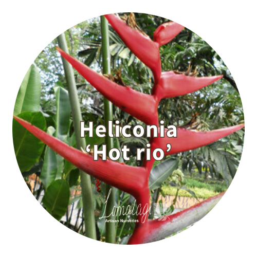 Heliconia