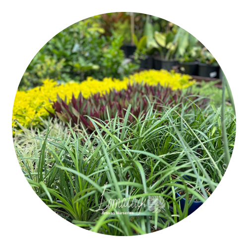 Liriope Evergreen Giant