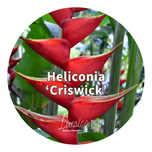 Heliconia