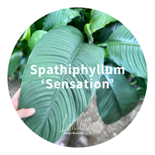 Spathiphyllum
