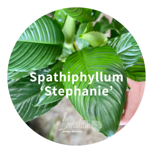 Spathiphyllum