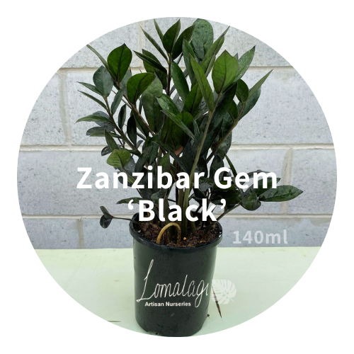 Zanzibar Gem