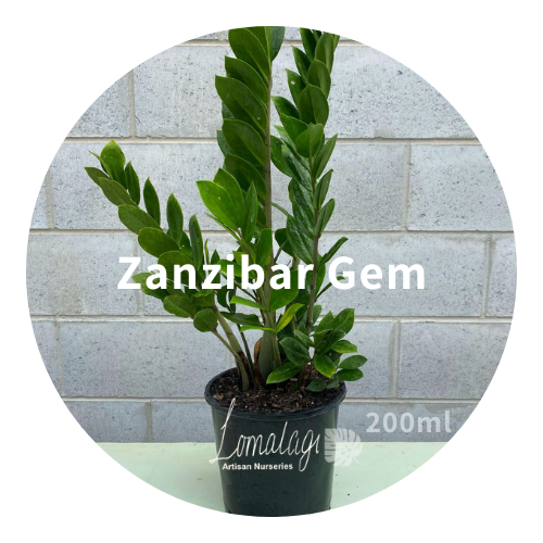 Zanzibar Gem