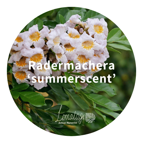 Radermachera 'summerscent'