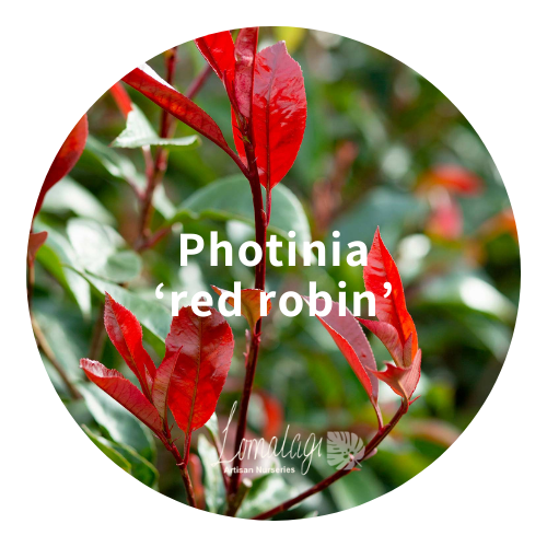 Photinia 'red robin'