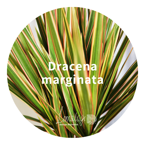 Dracena Marginata