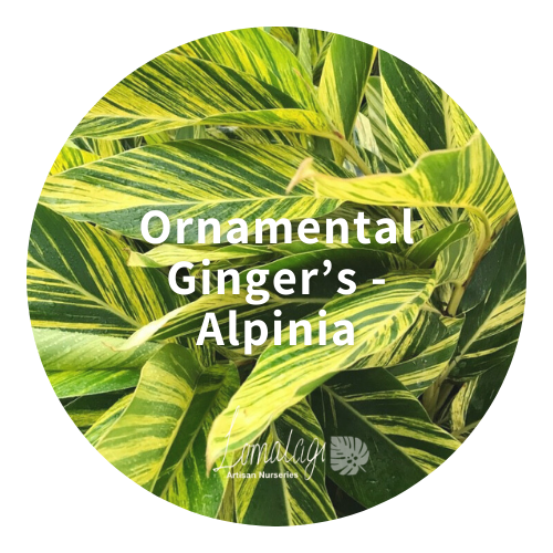 Ornamental Ginger's - Alpinia