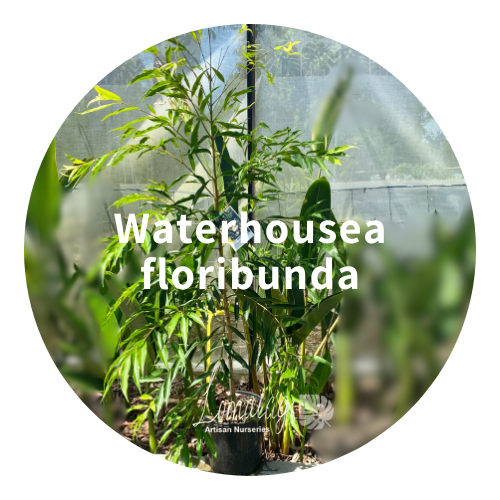 Waterhousea floribunda