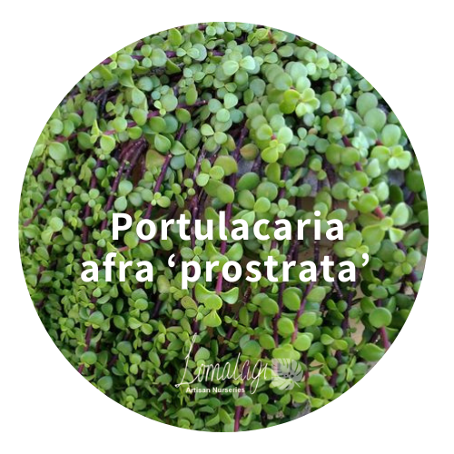 Portulacaria Species