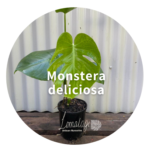 fruit salad plant care indoors Monstera Deliciosa