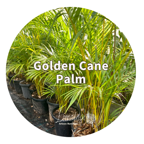 Golden Cane Palm