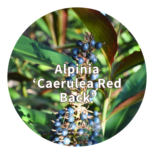 Alpinia (Ornamental Ginger's)