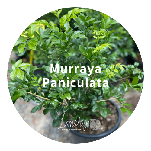 Murraya paniculata