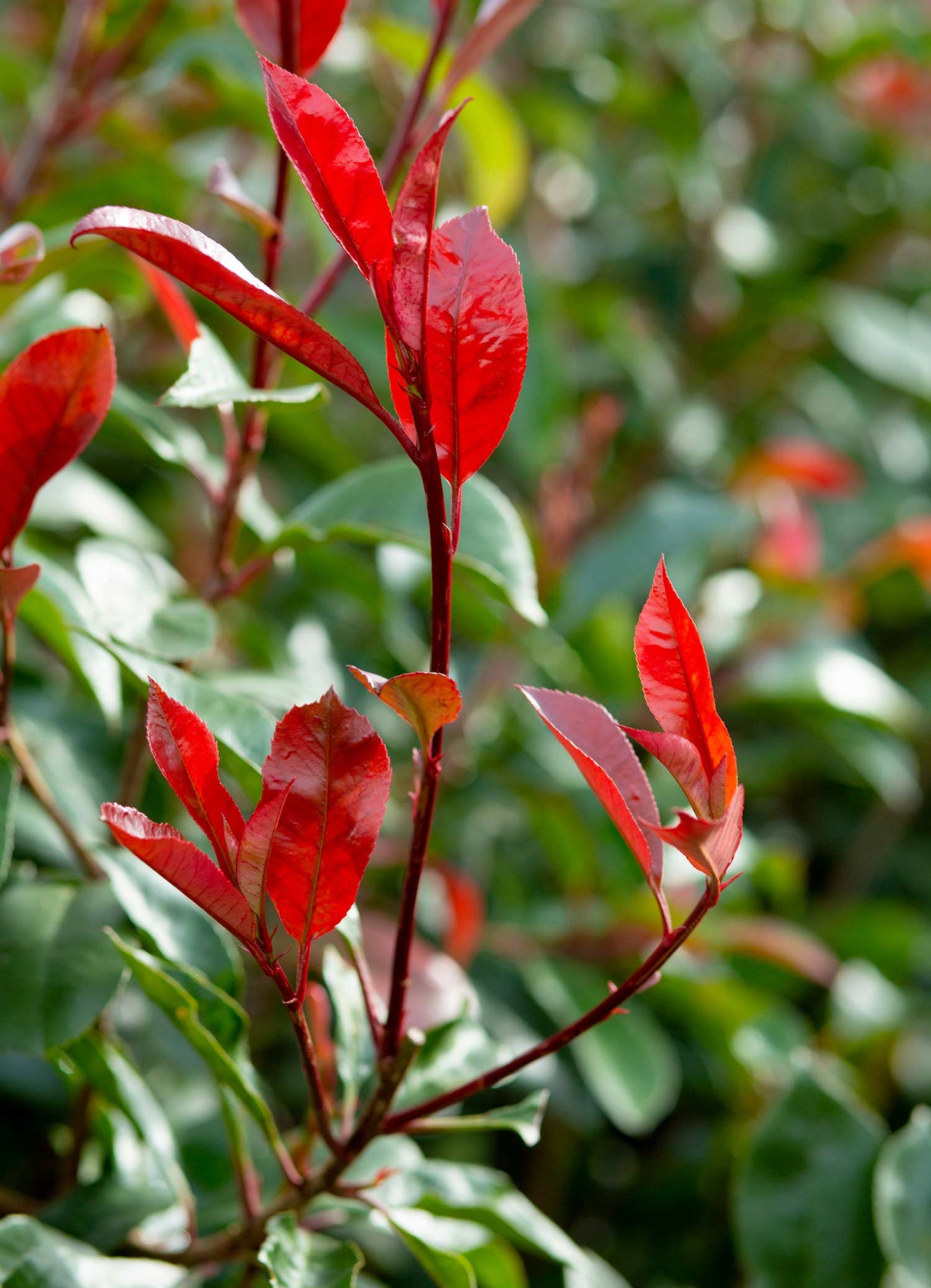 Photinia 'red robin'