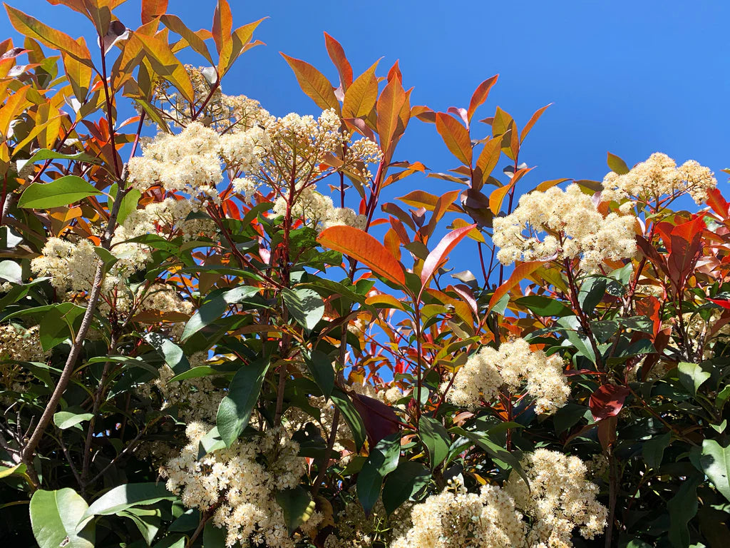 Photinia 'red robin'