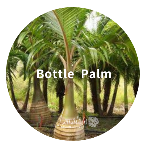 Palm Trees