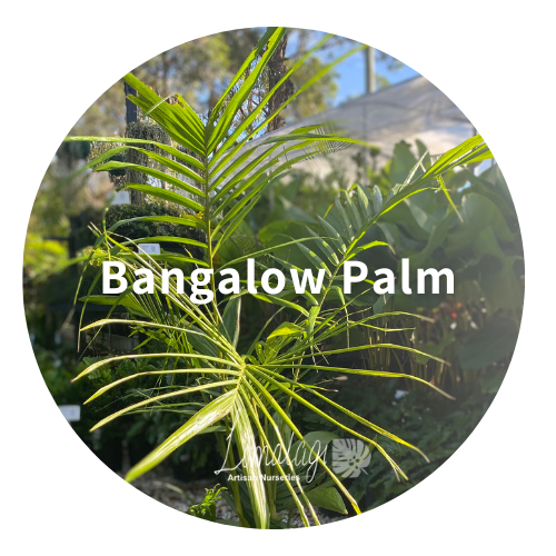 Palm Trees