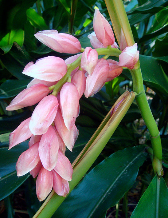 Ornamental Ginger's - Alpinia