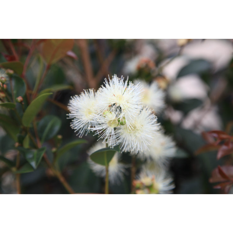 Syzygium (Lilly Pilly)