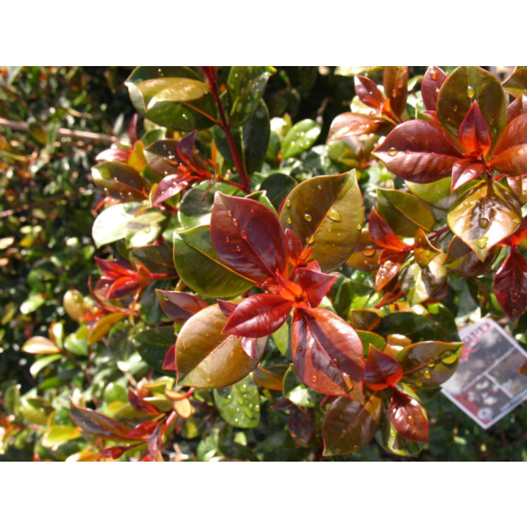 Syzygium (Lilly Pilly)