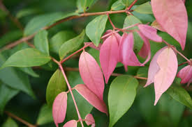 Syzygium (Lilly Pilly)