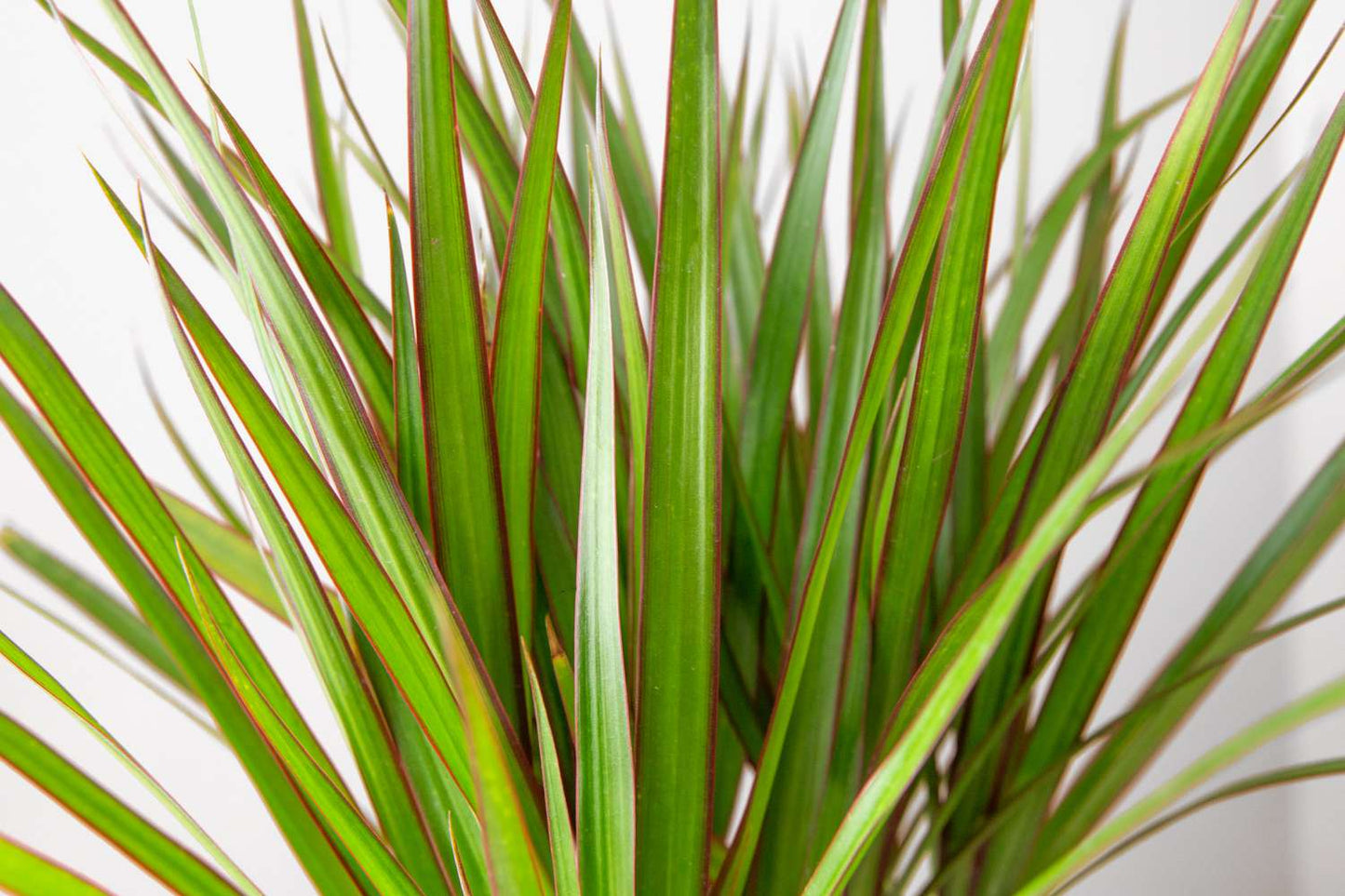 Dracena Marginata