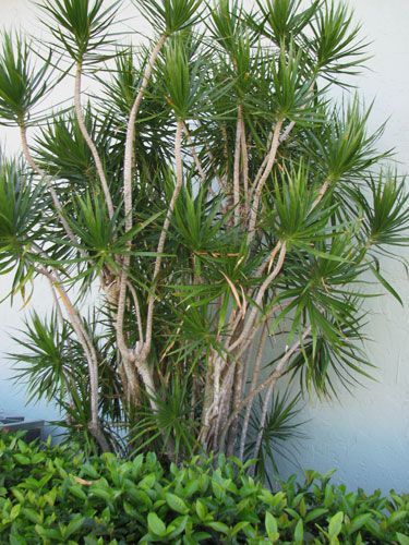 Dracena Marginata