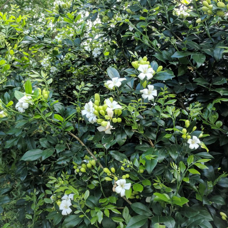 Murraya paniculata