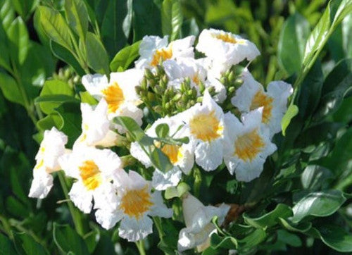 Radermachera 'summerscent'