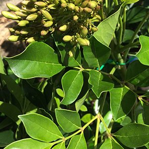 Radermachera 'summerscent'