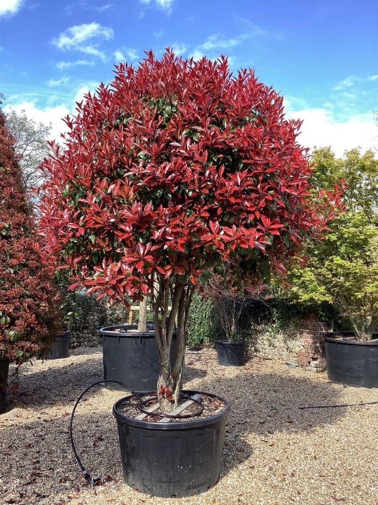 Photinia 'red robin'