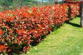 Photinia 'red robin'