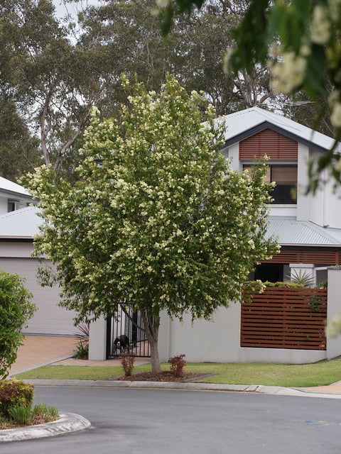Waterhousea floribunda