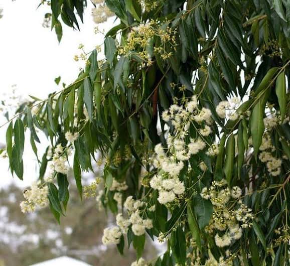 Waterhousea floribunda