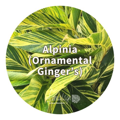 Alpinia (Ornamental Ginger's)