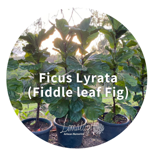 Ficus Lyrata