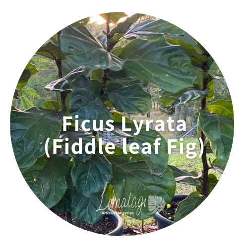Ficus Lyrata