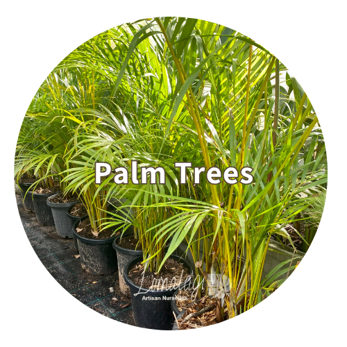 Palm Trees