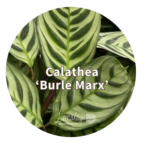 Calathea Species