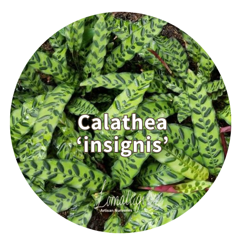 Calathea Species
