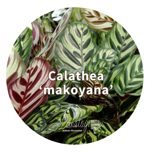 Calathea Species